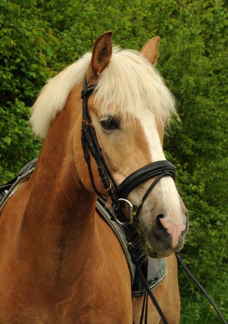 Tyroler Haflinger Ørnhøj Waldorf R.I.P.  - Velkommen :) billede 1