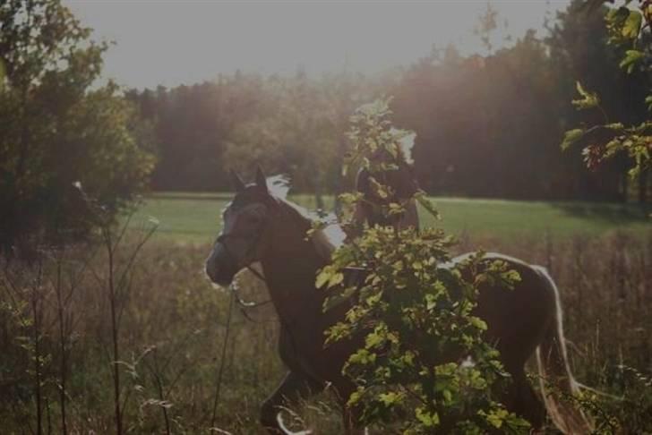 Tyroler Haflinger Ørnhøj Waldorf R.I.P.  billede 2