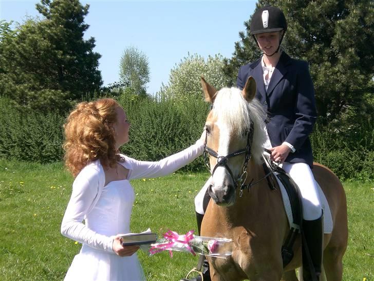 Tyroler Haflinger Ørnhøj Waldorf R.I.P.  - smukke Valdemus som er kommet ned til min konfirmation  billede 3