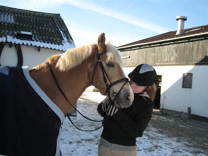 Tyroler Haflinger Ørnhøj Waldorf R.I.P.  billede 4