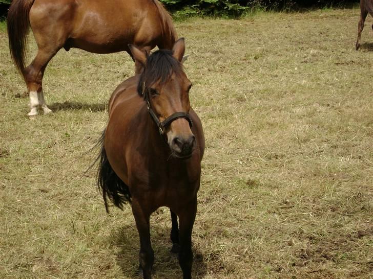 Welsh Pony (sec B) Rikke - på ridelejr billede 8