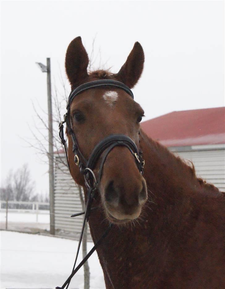 Dansk Varmblod Starlight´s Player  >Himmelhest< - 29-01-2010 billede 1