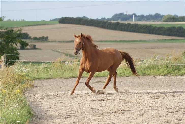 Dansk Varmblod Starlight´s Player  >Himmelhest< - som 2 års billede 2