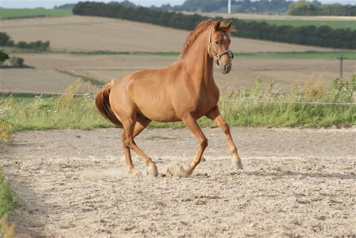 Dansk Varmblod Starlight´s Player  >Himmelhest< - som 2 års billede 3