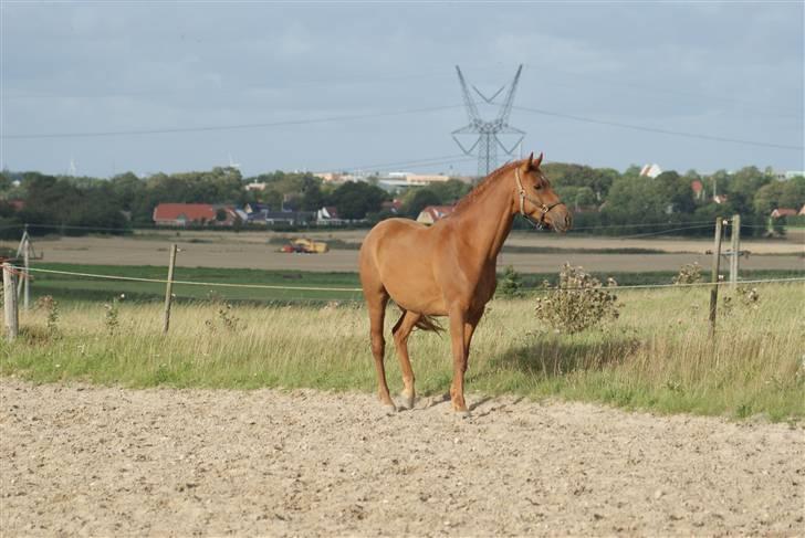 Dansk Varmblod Starlight´s Player  >Himmelhest< - som 2 års billede 6