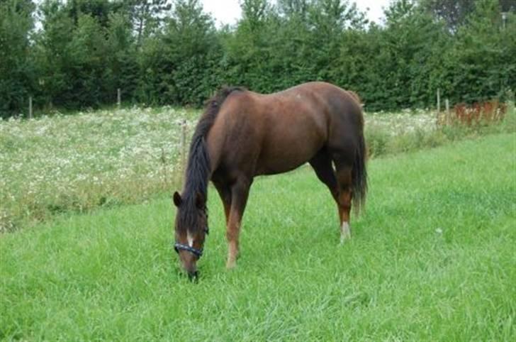Welsh Partbred (Sec F) Montoya - På folden på efterskolen den første dag billede 18