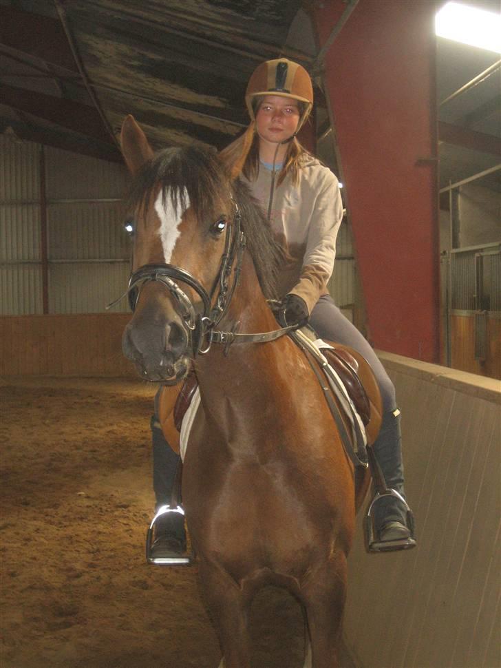 Welsh Partbred (Sec F) Montoya - Ved Lindberg Heste billede 19