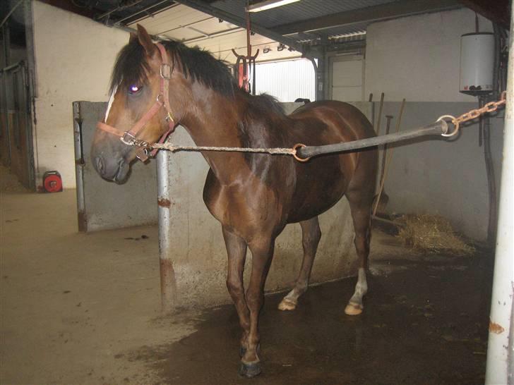 Welsh Partbred (Sec F) Montoya - Ved Lindberg Heste billede 20