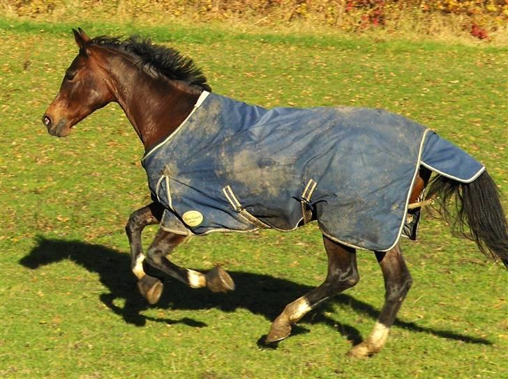 Dansk Varmblod | Venche Bell *pension* - Venche i fuld galop på folden :b Efterår 2oo7 billede 18