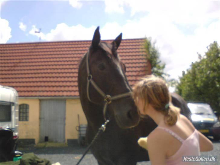 Dansk Varmblod Santos <3  billede 9