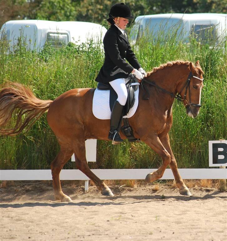 New Forest Santos - La1 til C-stævnet i NVR. Foto: Clara m. mit kamera billede 18