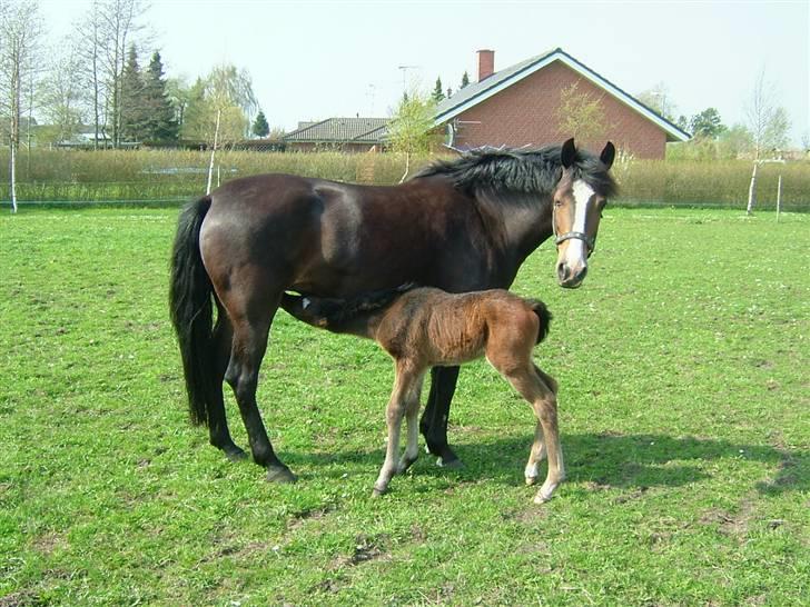 New Forest Holmens Amanda - Holmens Amanda med Holmens Sir Bastian 2007 billede 2