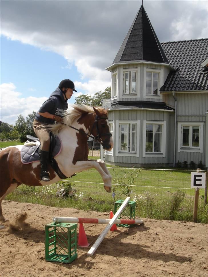 Pinto Speedy I I  - Spring billede 3