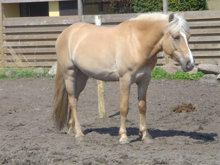 Anden særlig race Duchesse II billede 8