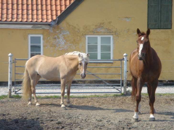 Anden særlig race Duchesse II billede 12