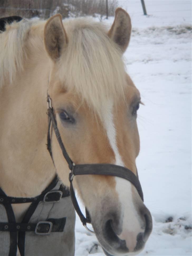 Anden særlig race Duchesse II billede 14
