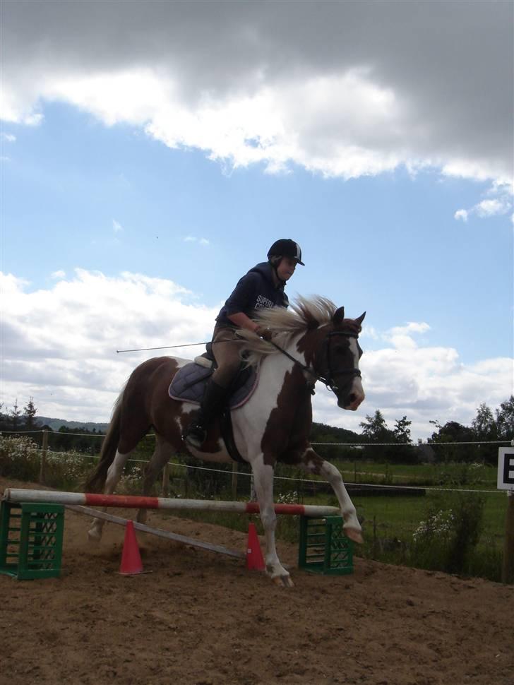 Pinto Speedy I I  - Hopla billede 4