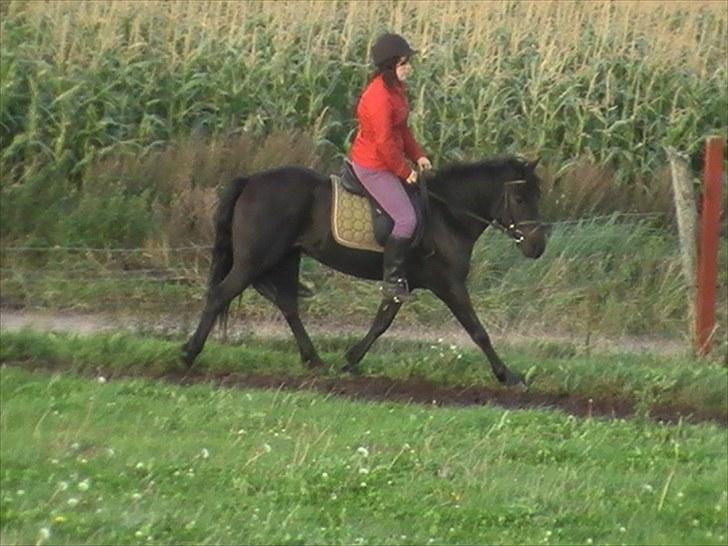 Anden særlig race Yasmin $ilke*solgt - 18: træning sep10 4 år billede 18