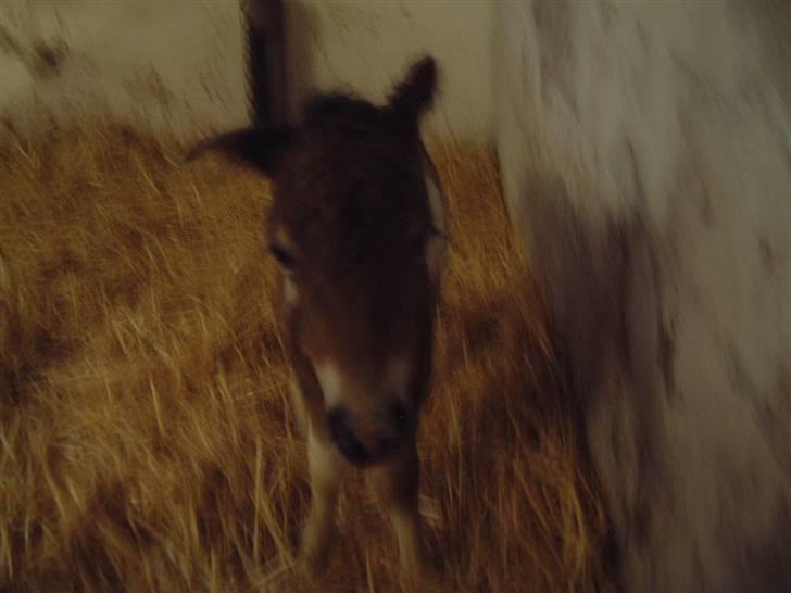 Pinto Lillesø's Molly  - Molly da hun lige var født.... Bemærk hendes ene øre... billede 9