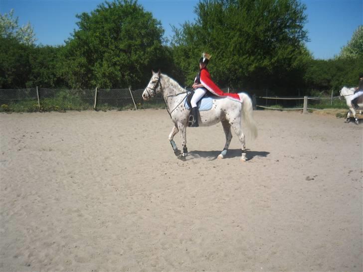 Appaloosa Spotlight / red / billede 19