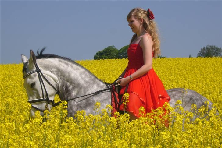 Hollandsk Varmblod Vordina - 3.Seee min smukke hest!  billede 3