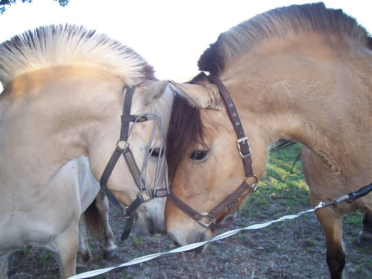 Fjordhest Laban  - 11. Laban og Juvena= Real Love <3 billede 10