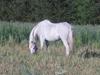 Anden særlig race Fraja<3 R.I.P:'( [Himmelhest]