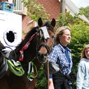 Welsh Cob (sec D) Jumper.