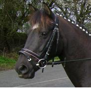 Anden særlig race Felicity solgt ;(