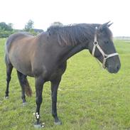 Anden særlig race Felicity solgt ;(