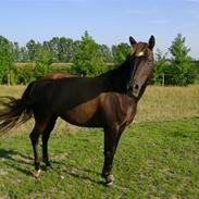 Anden særlig race Felicity solgt ;(