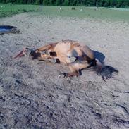 Anden særlig race Thor