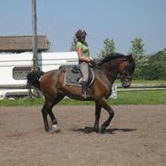 Holstener Django S ***SOLGT*** 