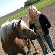 Haflinger Picasso R.I.P.