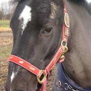 Welsh Pony (sec B) Titti *DØD*