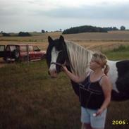 Tinker nordgårdens Gipsy