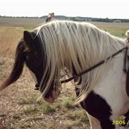 Tinker nordgårdens Gipsy