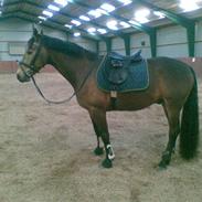 Anden særlig race solgt- Duncan