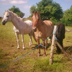 Anden særlig race Fraja<3 R.I.P:'(