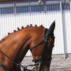 Anden særlig race Engkildegårds chili