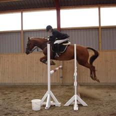 Anden særlig race Engkildegårds chili