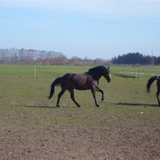 Fuldblod (XX) Killroy