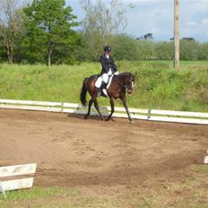 Fuldblod (XX) Killroy