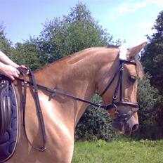 Anden særlig race Madonna :) R.I.P <3 