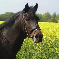 New Forest Angelique<3 R.I.P 