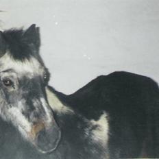 Anden særlig race LUNA <3 R.I.P.