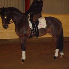 Hollandsk Varmblod Tres Bien Utopia - Solgt