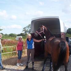 Hollandsk Varmblod Tres Bien Utopia - Solgt