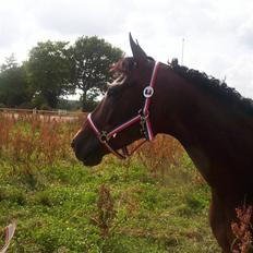 Hollandsk Varmblod Tres Bien Utopia - Solgt