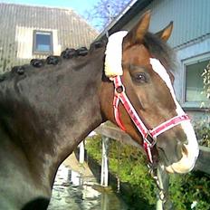 New Forest midnight-læs hendes histo